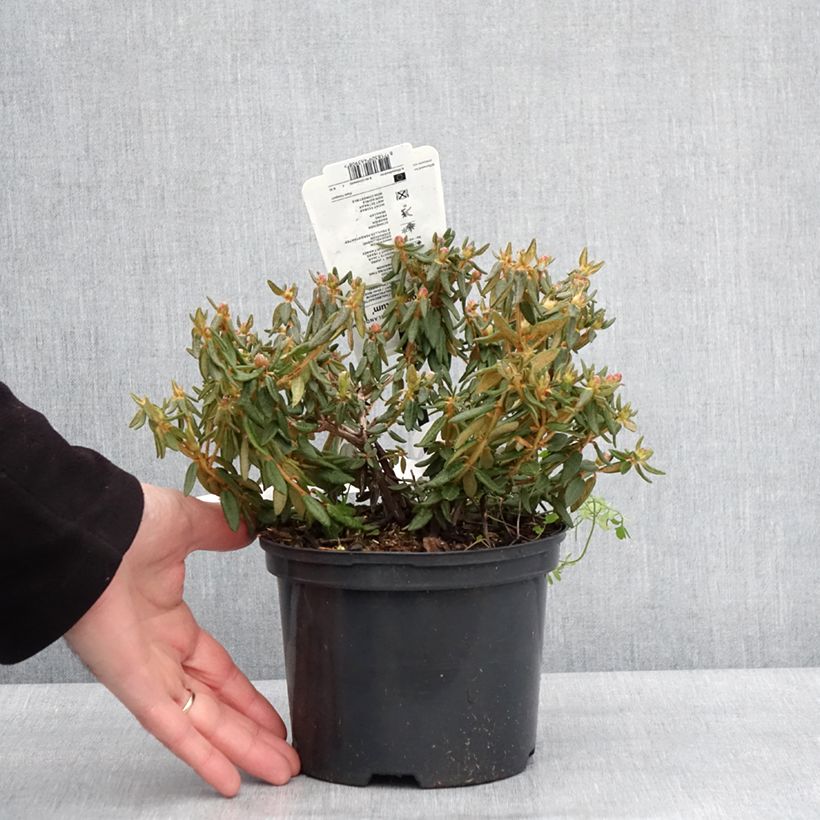 Example of Ledum groenlandicum Compactum - Thé du Labrador Pot van 2 l/3 l as you get in hiver