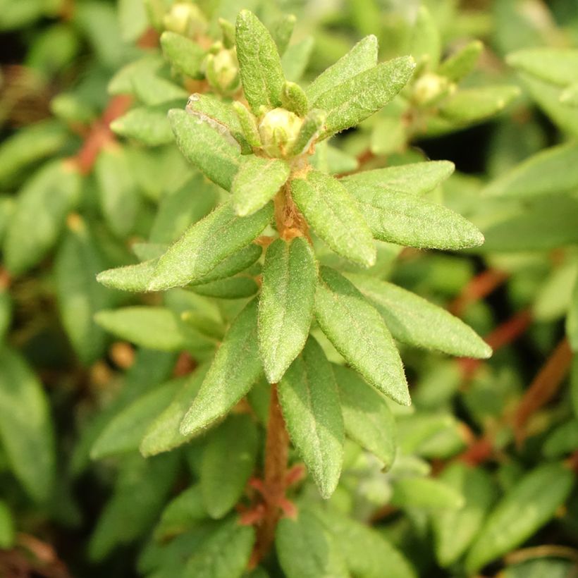 Ledum groenlandicum Compactum - Moerasrozemarijn (Blad)