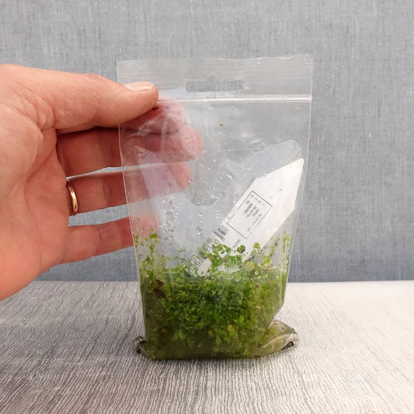 Exemplaar van Lemna minor - Klein kroos Naakte wortel zoals geleverd in de lente