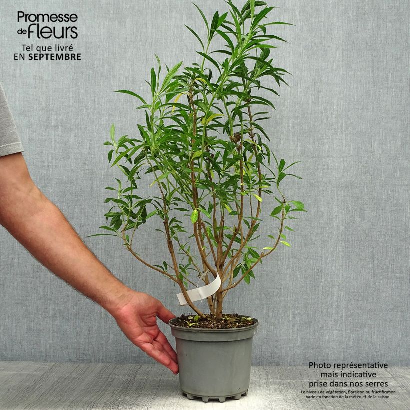 Exemplaar van Leonotis leonurus - Queue de lion Pot de 3L/4L zoals geleverd in de herfst