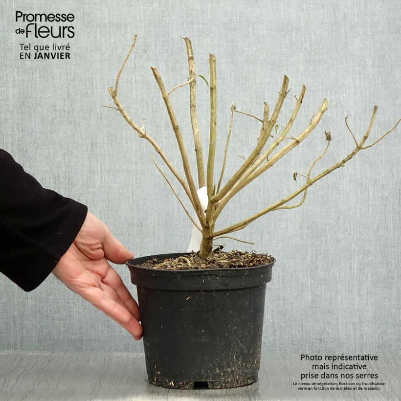 Example of Leonotis leonurus - Queue de lion Pot van 3 l/4 l as you get in hiver