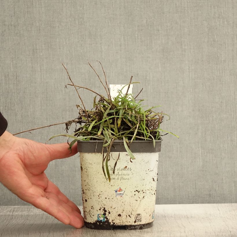 Exemplaar van Leontopodium alpinum Blossom of Snow - Edelweiss Pot van 2 l/3 l zoals geleverd in de herfst
