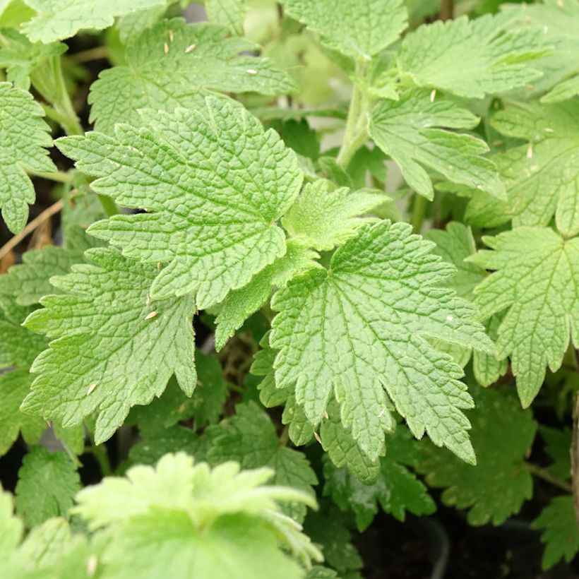 Leonurus cardiaca - Hartgespan (Blad)