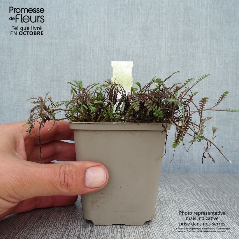Exemplaar van Leptinella squalida Platts Black - Kopernoopje Kweekpotje van 8/9 cm zoals geleverd in de herfst
