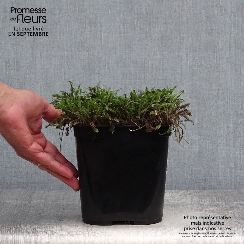 Exemplaar van Leptinella squalida Platts Black - Kopernoopje Pot van 3 l/4 l zoals geleverd in de herfst