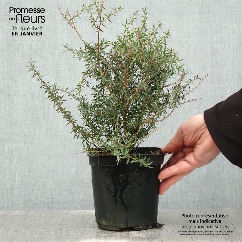 Example of Leptospermum scoparium Apple blossom - Arbre à thé de Nouvelle-Zélande Pot van 2 l/3 l as you get in hiver