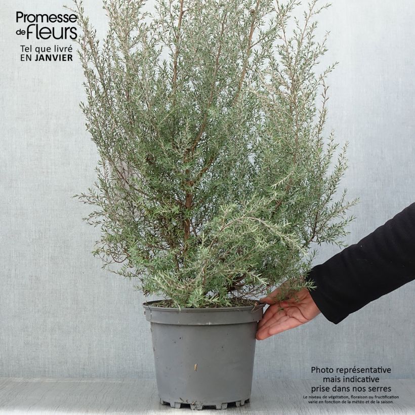 Example of Leptospermum  scoparium Martini - Arbre à thé Pot van 7,5 l/10 l as you get in hiver