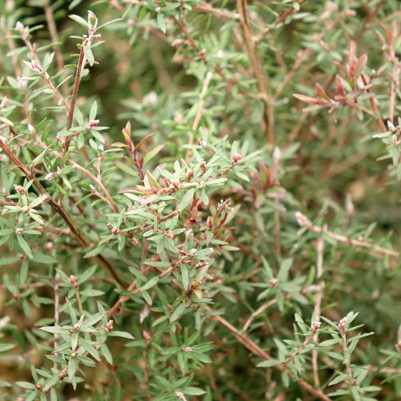 Leptospermum scoparium Nanum Kiwi - Manuka (Blad)