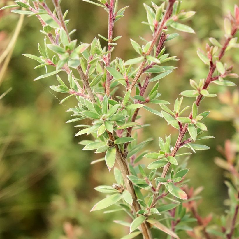 Leptospermum scoparium Snow Flurry - Manuka (Blad)