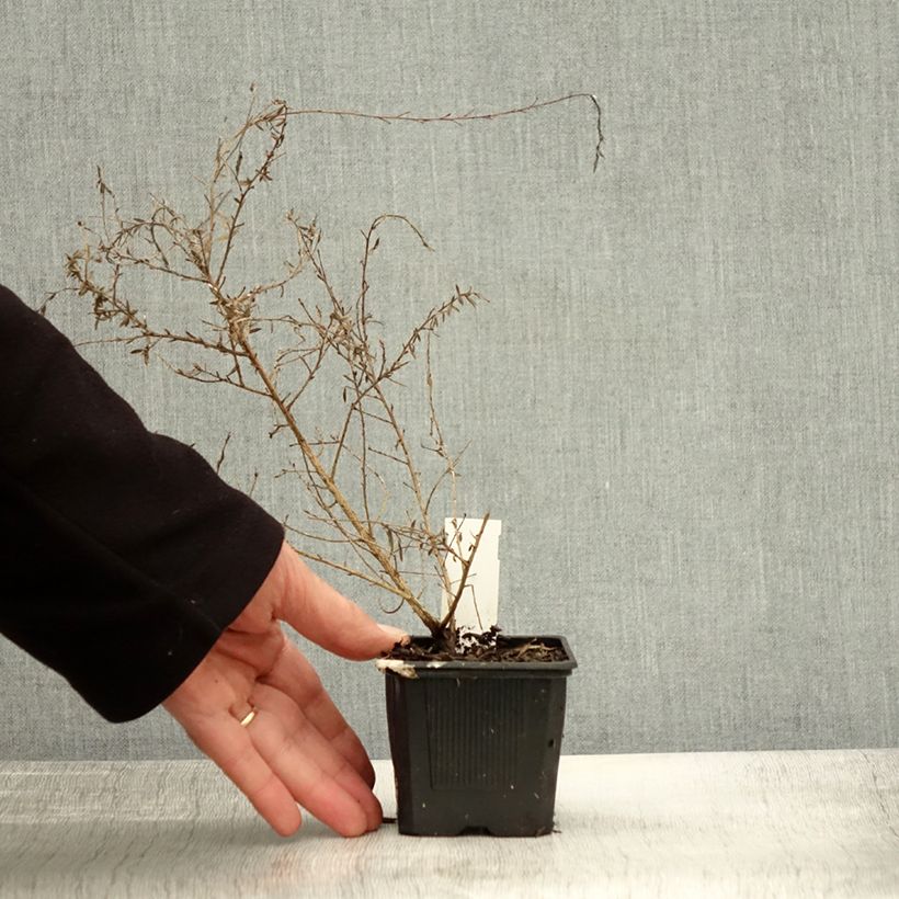Exemplaar van Leptospermum scoparium Snow Flurry - Manuka Kweekpotje van 8/9 cm zoals geleverd in de herfst