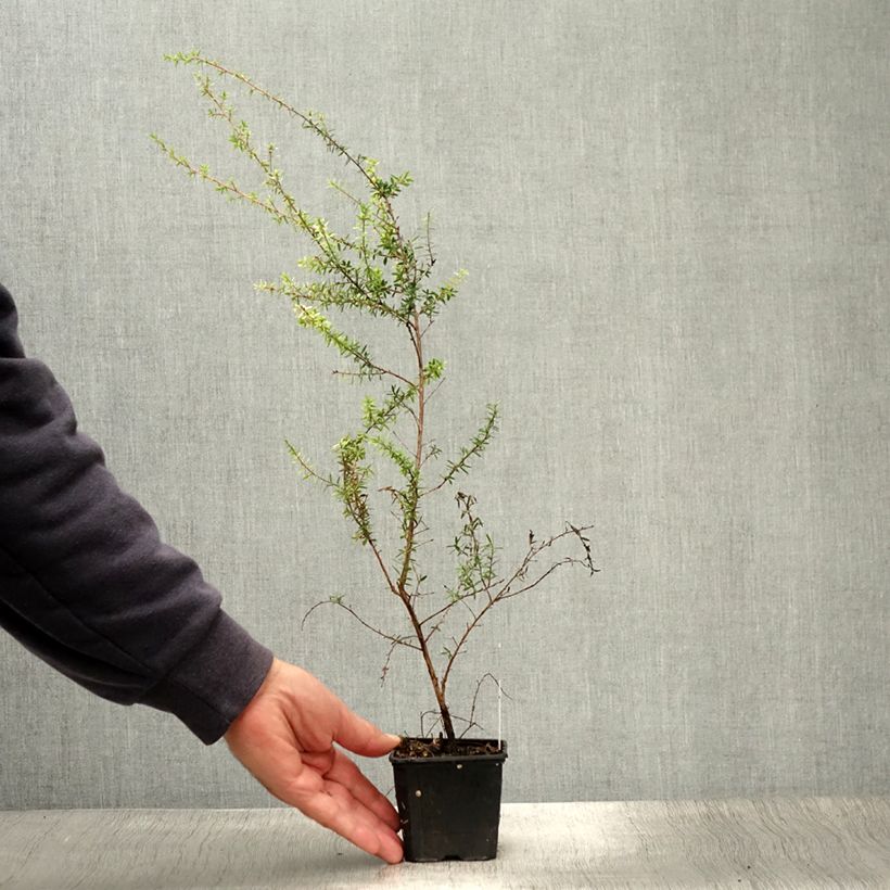 Exemplaar van Leptospermum scoparium Snow Flurry - Manuka Kweekpotje van 8/9 cm zoals geleverd in de zomer