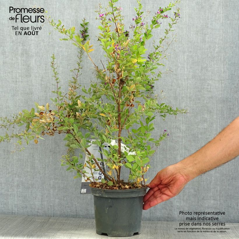 Exemplaar van Lespedeza bicolor Summer Beauty - Struikklaver Pot van 3 l/4 l zoals geleverd in de zomer