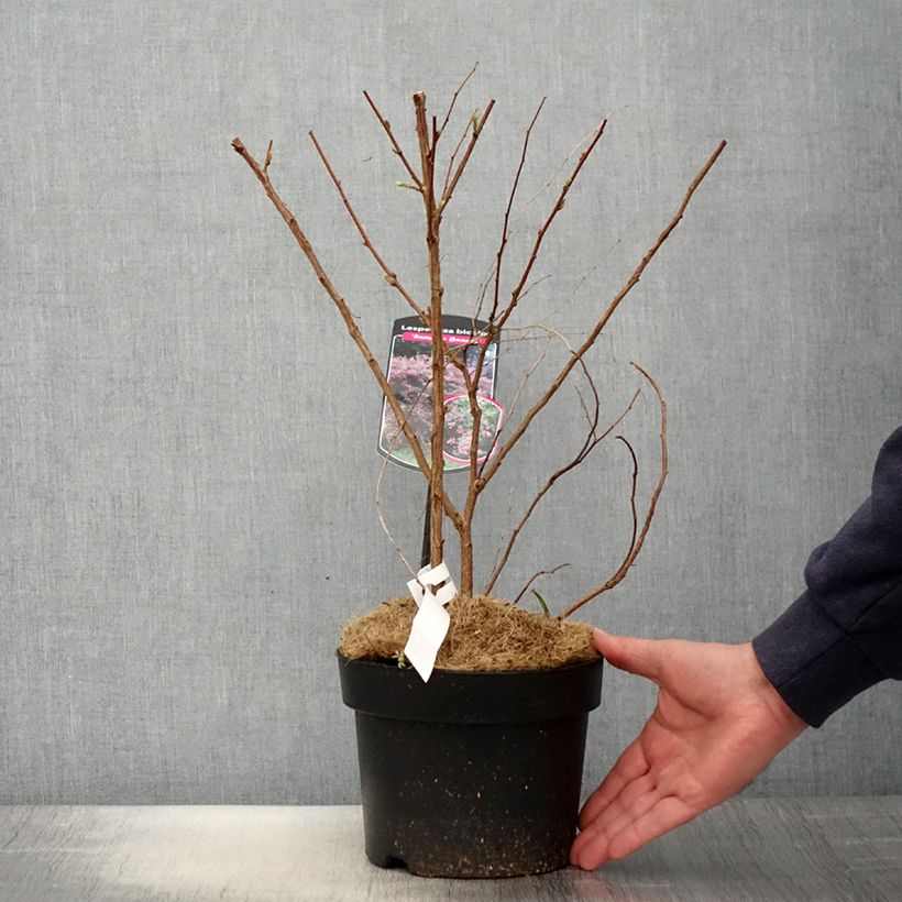 Exemplaar van Lespedeza bicolor Summer Beauty - Struikklaver Pot van 3 l/4 l zoals geleverd in de lente