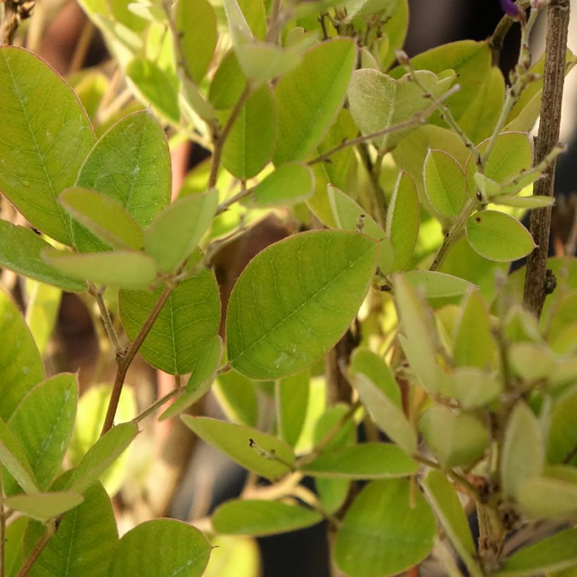 Lespedeza bicolor Summer Beauty - Struikklaver (Blad)