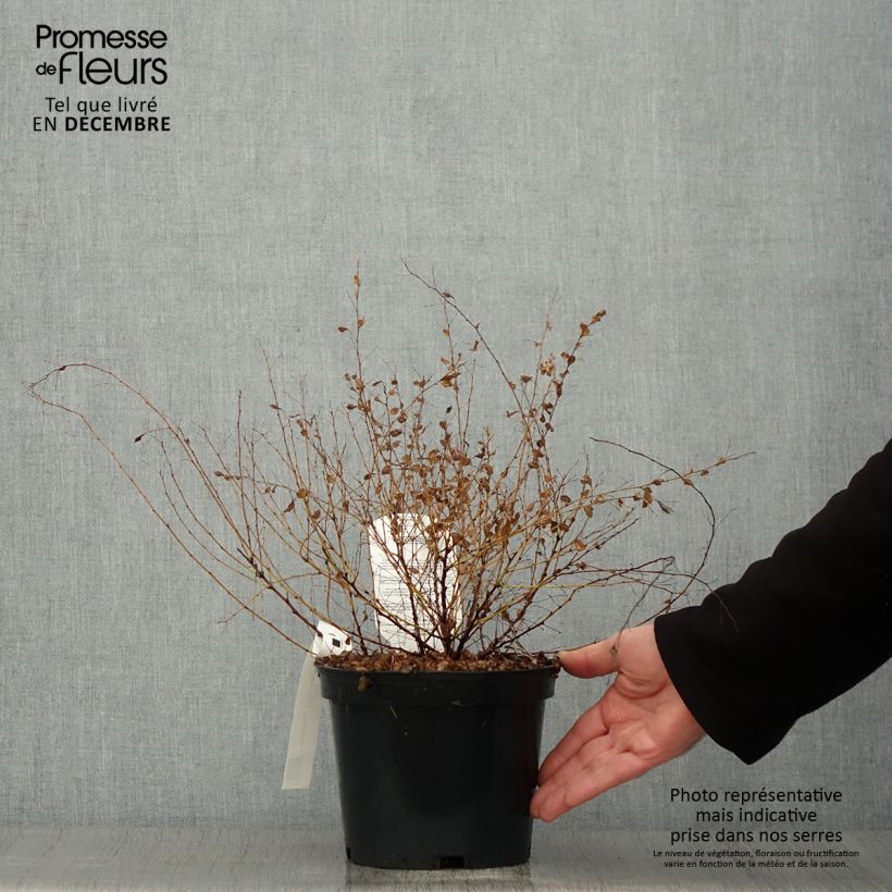 Exemplaar van Lespedeza bicolor Yakushima - Struikklaver Pot van 3 l/4 l zoals geleverd in de herfst