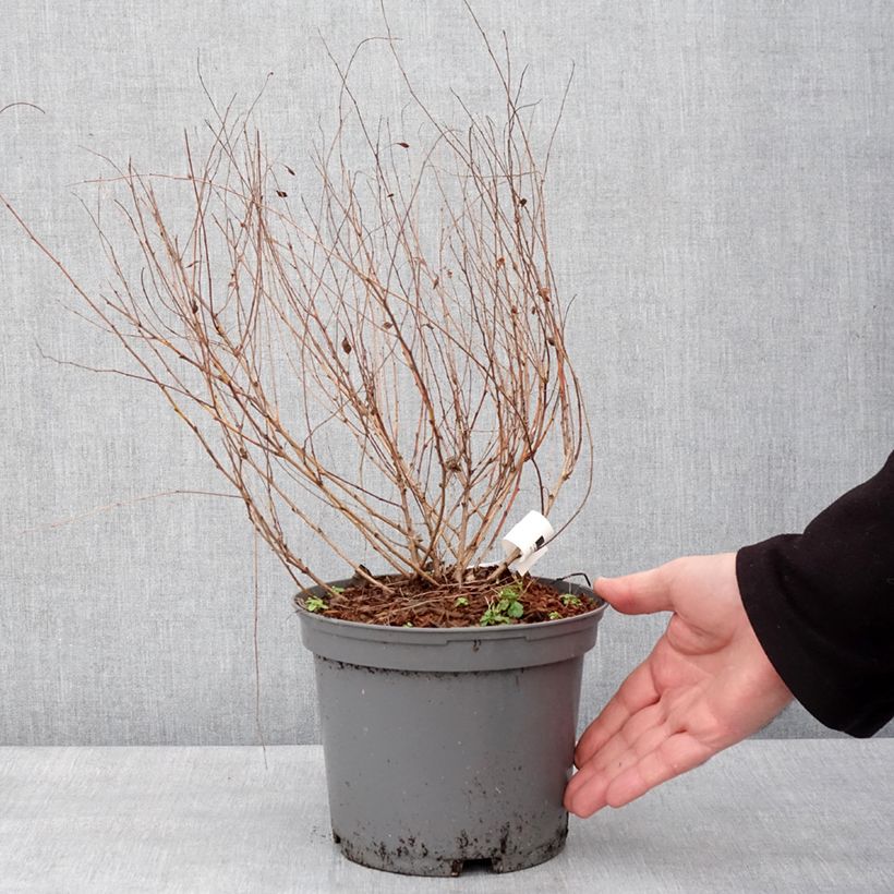 Example of Lespedeza bicolor Yakushima - Trèfle en arbre  Pot van 3 l/4 l as you get in hiver