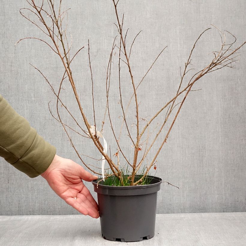 Exemplaar van Lespedeza liukiuensis Little Volcano - Struikklaver Pot van 3 l/4 l zoals geleverd in de winter