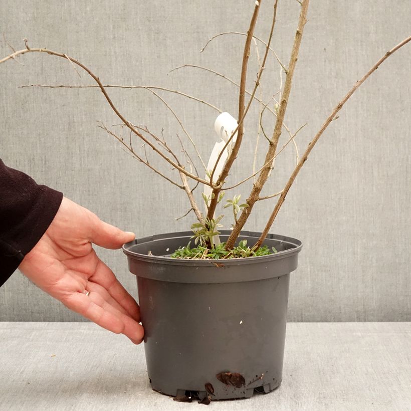 Exemplaar van Lespedeza liukiuensis Little Volcano - Struikklaver Pot van 3 l/4 l zoals geleverd in de lente