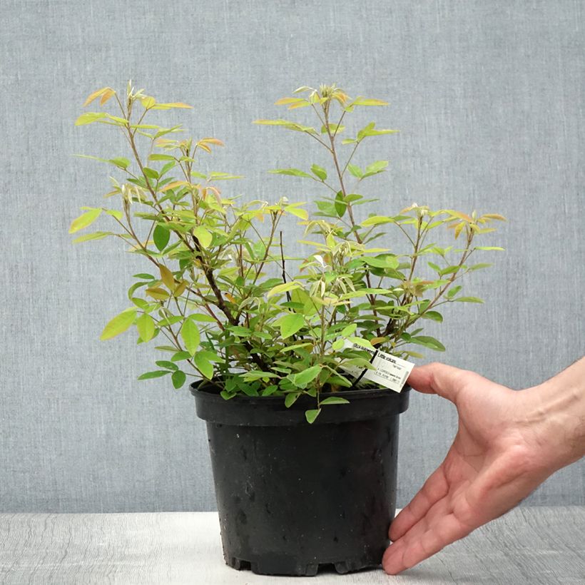 Example of Lespedeza liukiuensis Little Volcano - Trèfle en arbre Pot van 3 l/4 l as you get in ete