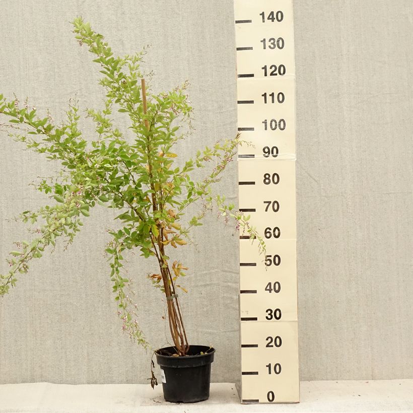Exemplaar van Lespedeza thunbergii Edo-Shibori - Struikklaver Pot van 3 l/4 l zoals geleverd in de zomer