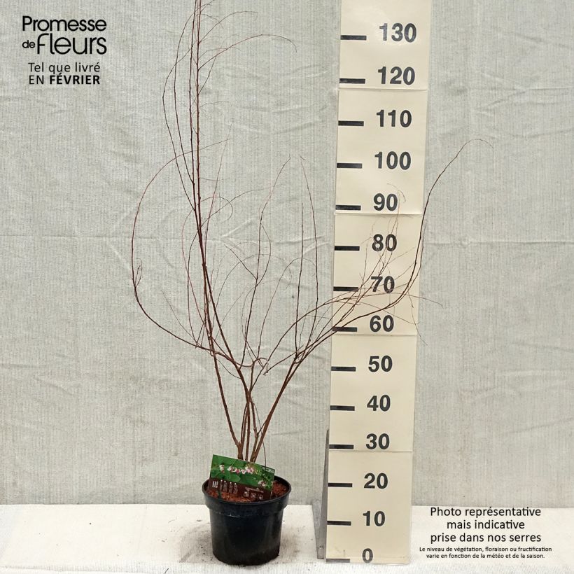 Example of Lespedeza thunbergii Edo-Shibori Pot van 3 l/4 l as you get in hiver