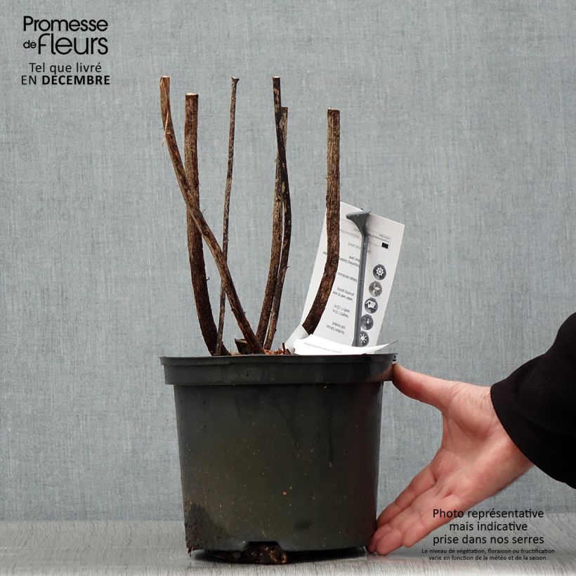 Example of Lespedeza thunbergii Gibraltar - Trèfle en arbre Pot van 2 l/3 l as you get in hiver