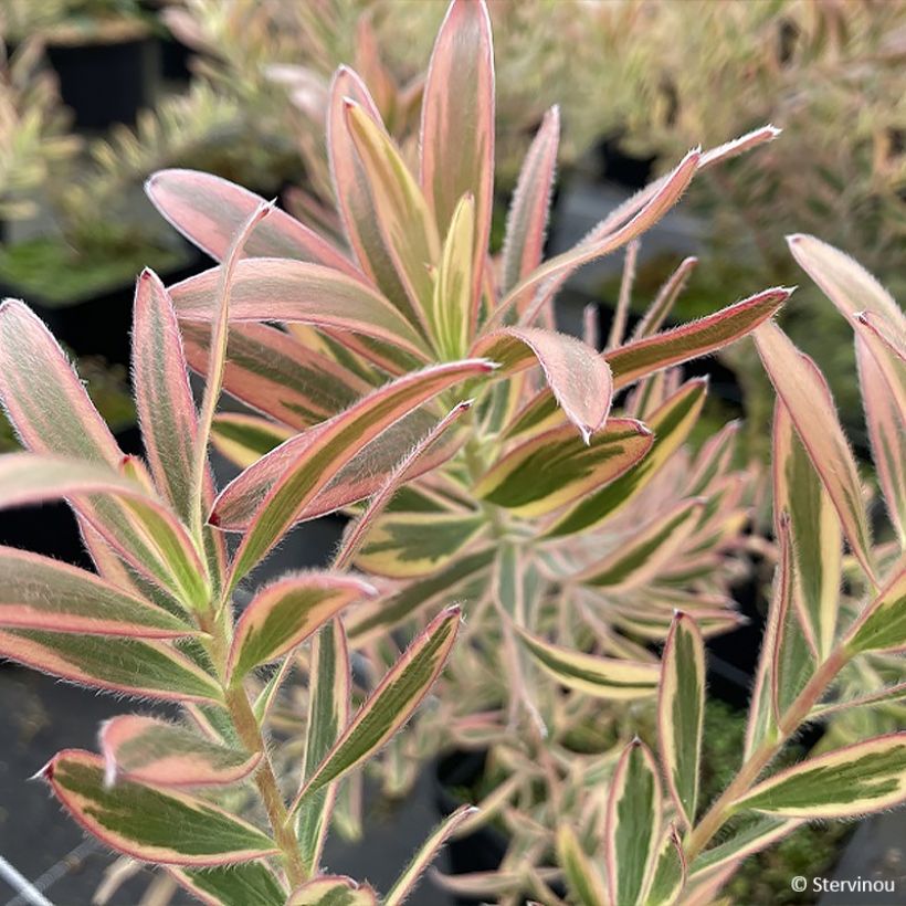 Leucadendron Jester (Blad)