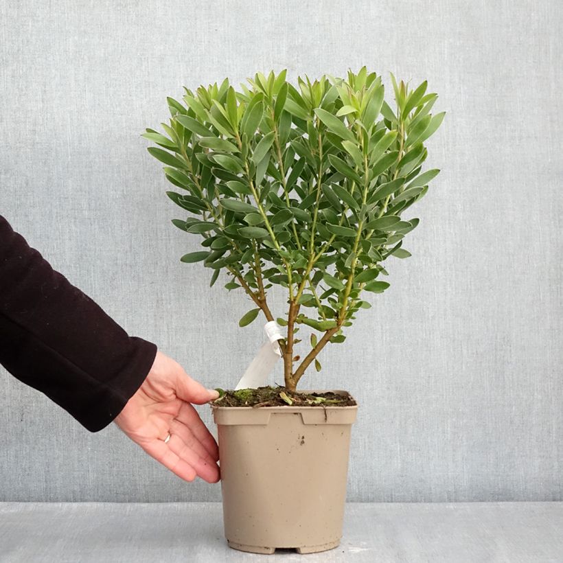 Example of Leucadendron Safari Goldstrike Pot van 3 l/4 l as you get in hiver