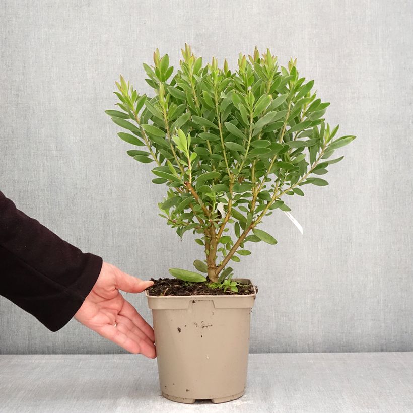 Exemplaar van Leucadendron Safari Goldstrike - Kaaps groen Pot van 3 l/4 l zoals geleverd in de lente