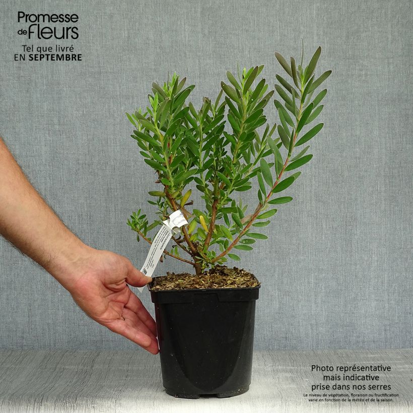 Exemplaar van Leucadendron Safari Sunset - Kaaps groen Pot van 3 l/4 l zoals geleverd in de herfst