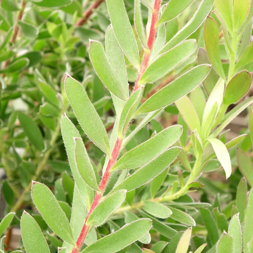 Leucadendron Safari Sunset - Kaaps groen (Foliage)