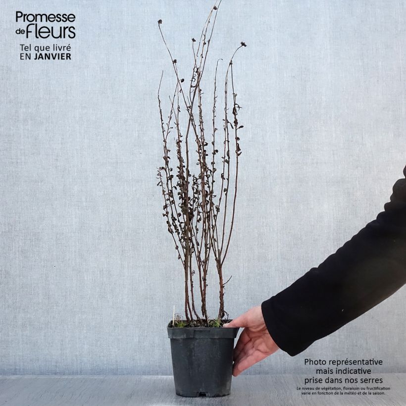 Example of Leucanthemella serotina - Grande marguerite d'automne Pot van 2 l/3 l as you get in hiver