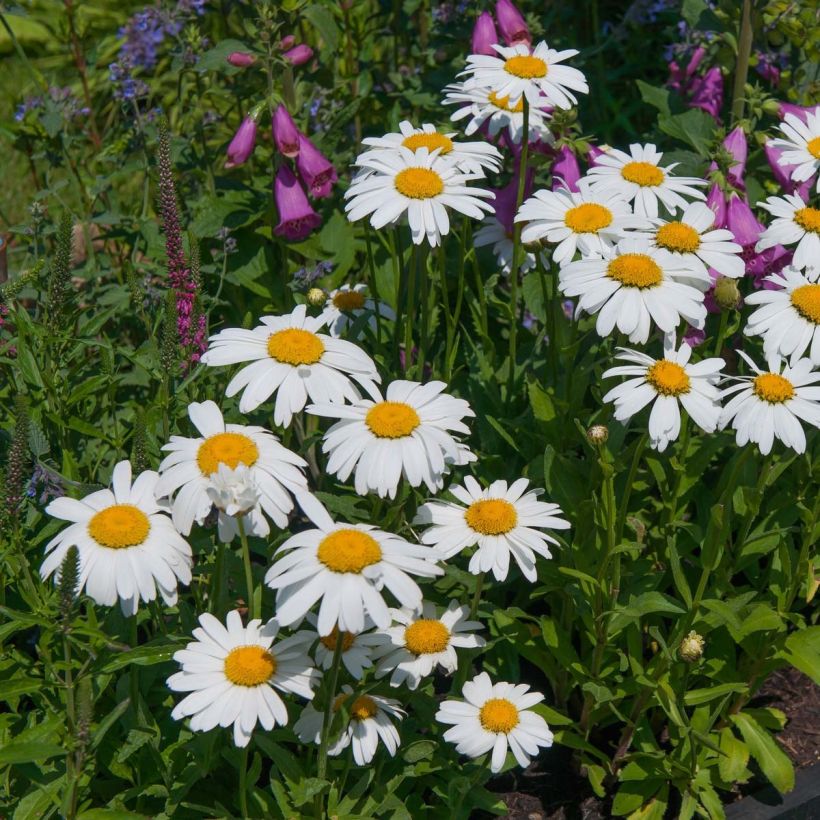 Leucanthemum Princesse d'Argent - Margriet (Flowering)