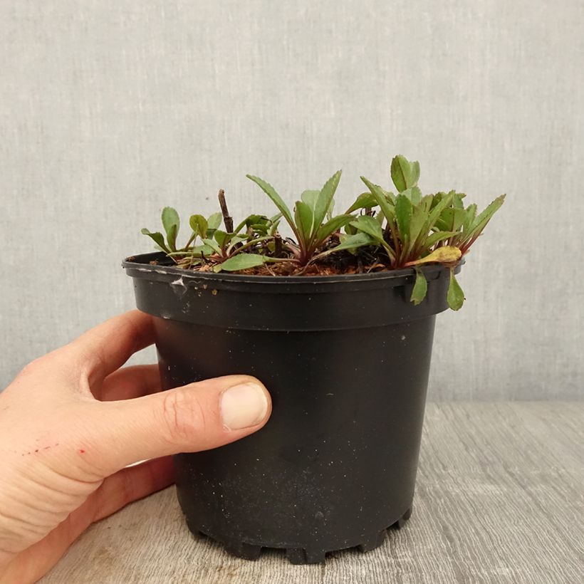 Exemplaar van Leucanthemum Princesse d'Argent - Margriet Pot van 2 l/3 l zoals geleverd in de lente