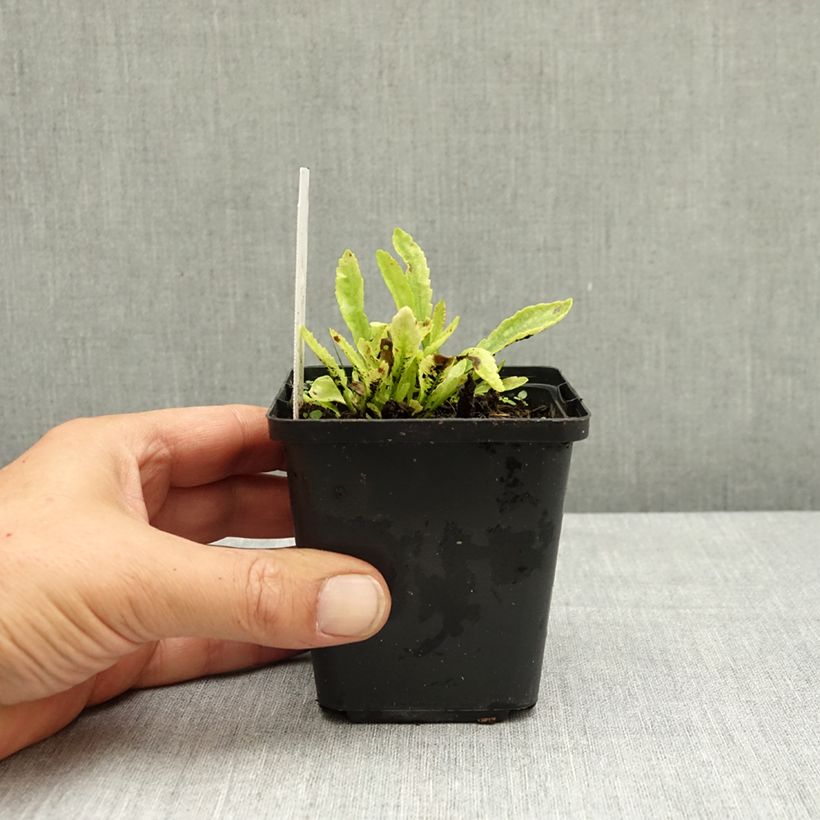Exemplaar van Leucanthemum Snow Lady - Margriet Kweekpotje van 8/9 cm zoals geleverd in de zomer