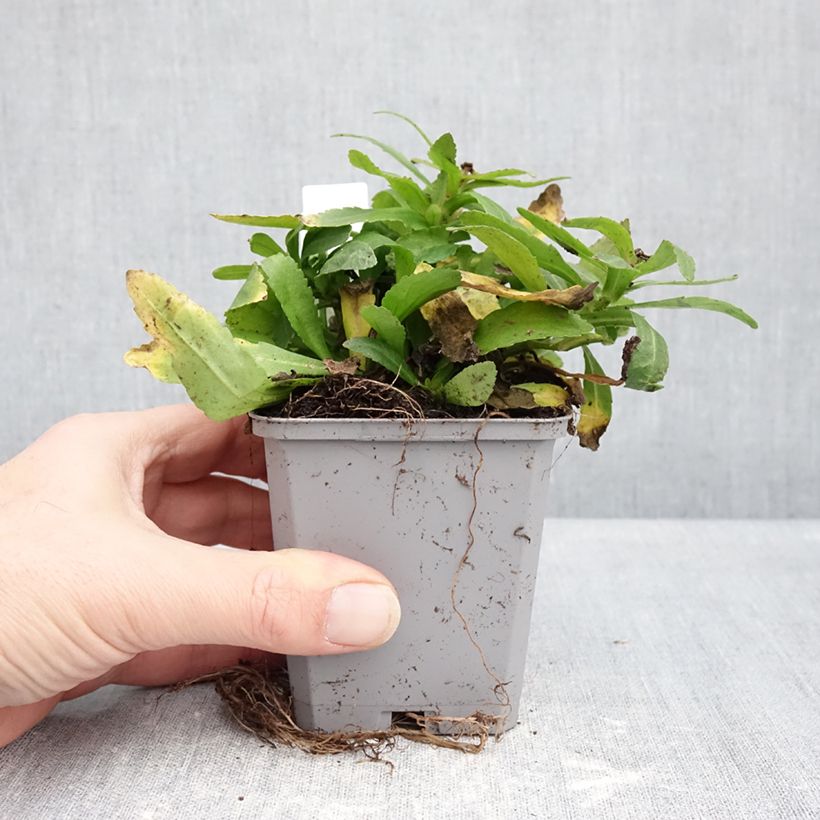 Example of Leucanthemum Snow Lady - Margriet Kweekpotje van 8/9 cm as you get in hiver