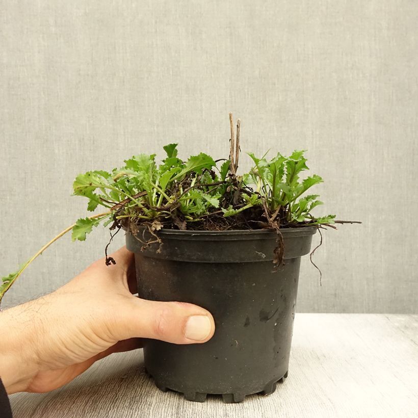 Exemplaar van Leucanthemum superbum Becky - Grande marguerite Pot de 2L/3L zoals geleverd in de herfst