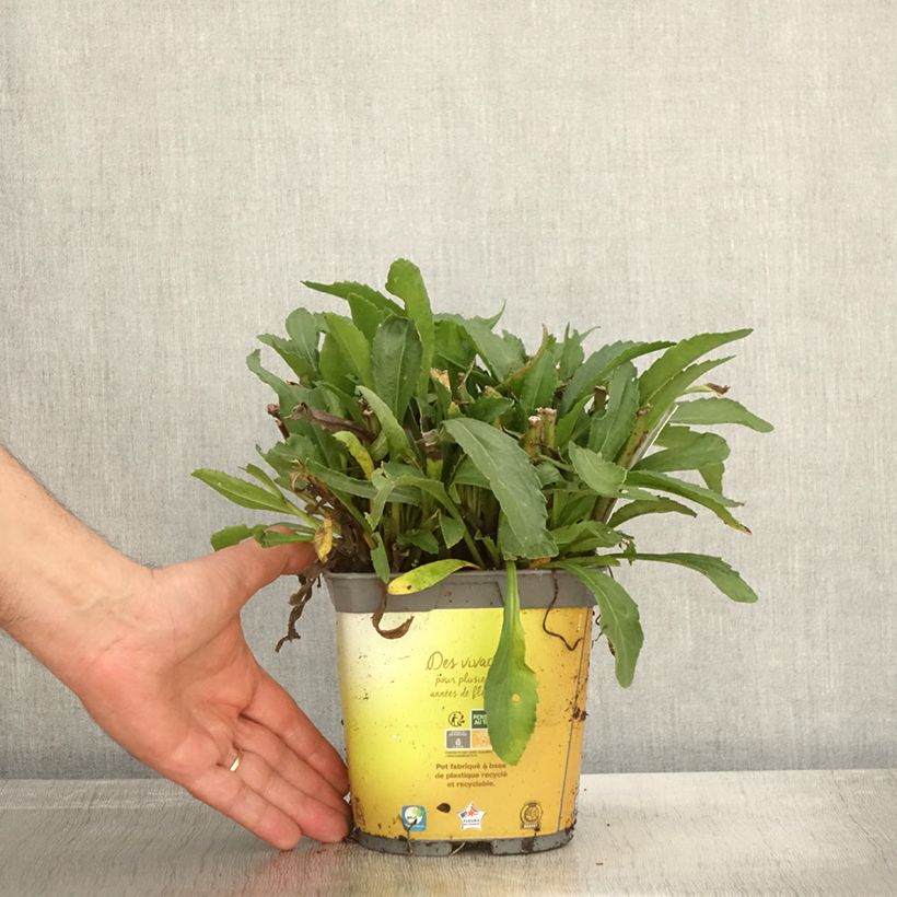 Exemplaar van Leucanthemum superbum Broadway Lights - Tuinmargriet Pot van 2 l/3 l zoals geleverd in de herfst