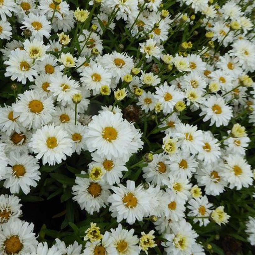 Leucanthemum superbum Freak - Margriet (Bloei)