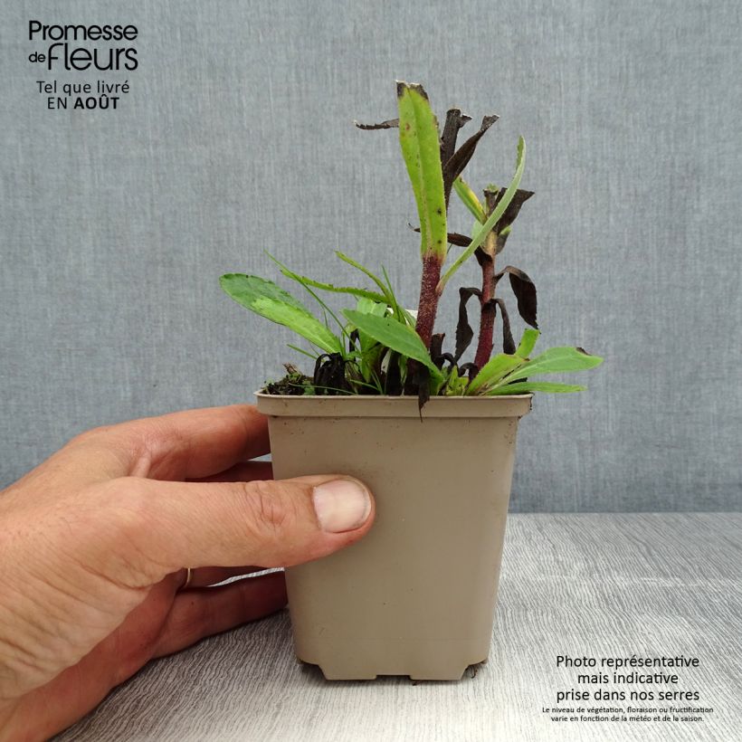 Exemplaar van Leucanthemum superbum Luna - Tuinmargriet Kweekpotje van 8/9 cm zoals geleverd in de zomer