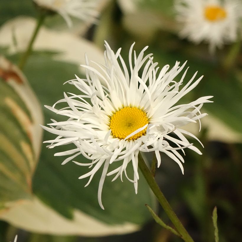 Leucanthemum superbum Old Court - Tuinmargriet (Bloei)