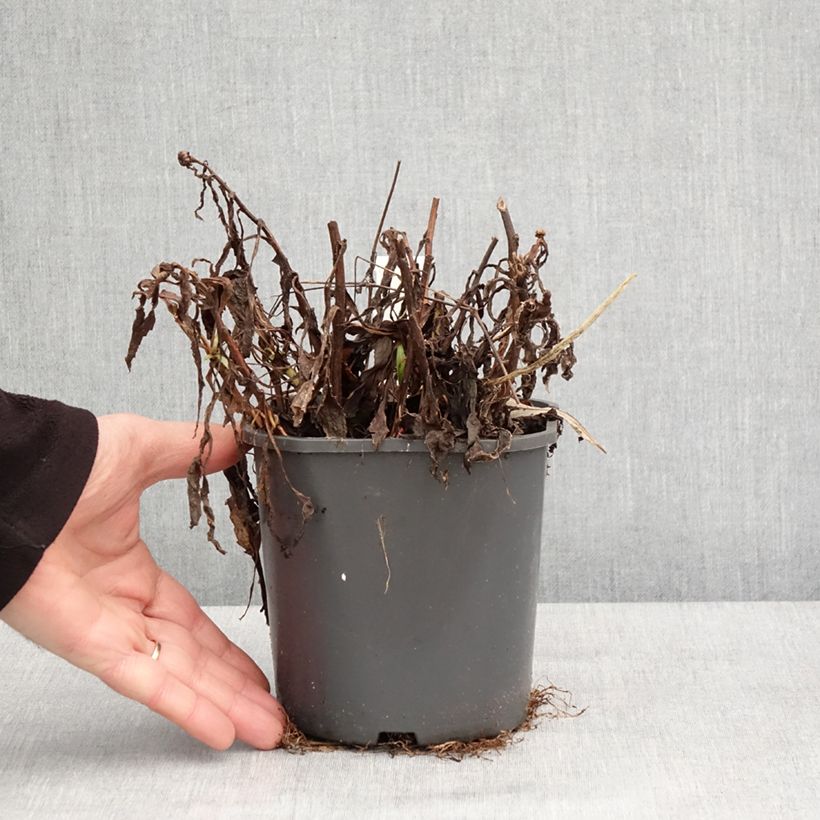 Example of Leucanthemum Victorian Secret - Marguerite à fleurs doubles Pot van 2 l/3 l as you get in hiver