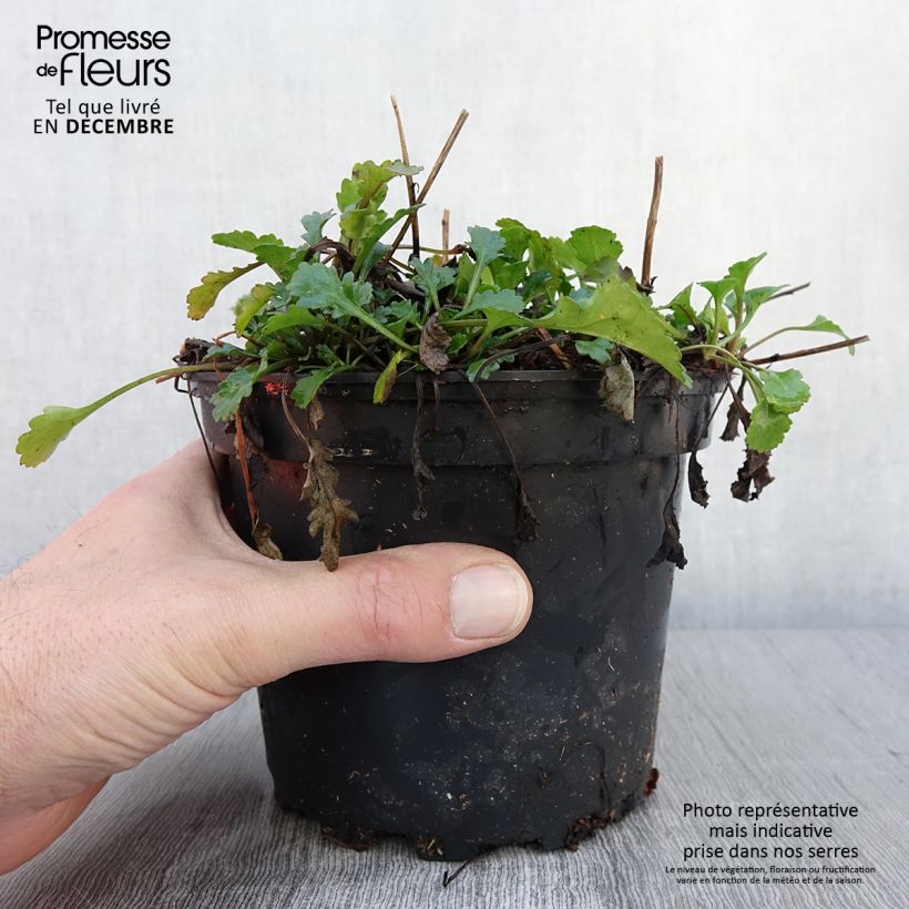 Exemplaar van Leucanthemum vulgare Maikonigin - Margriet Pot van 2 l/3 l zoals geleverd in de herfst