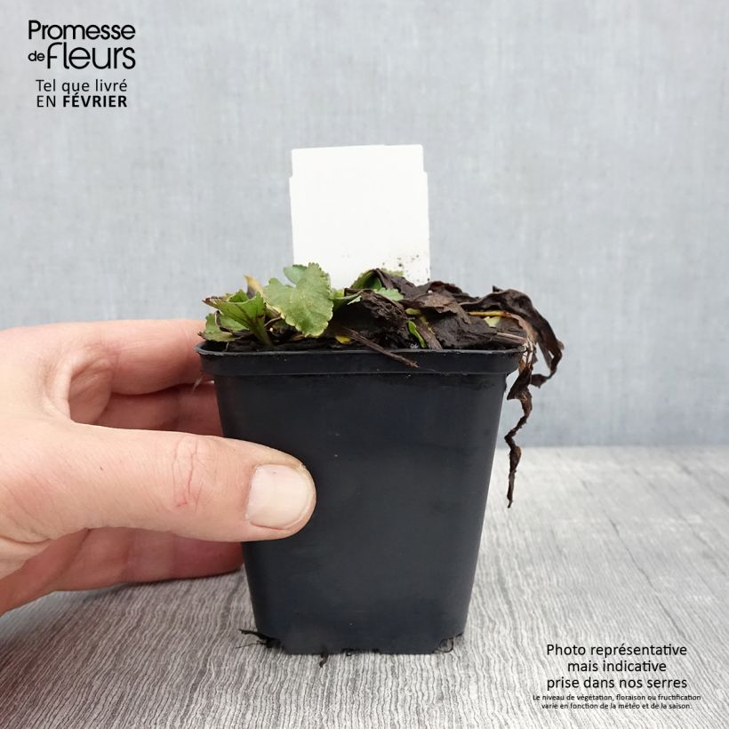 Example of Leucanthemum x superbum Brightside - Grande marguerite Kweekpotje van 8/9 cm as you get in hiver