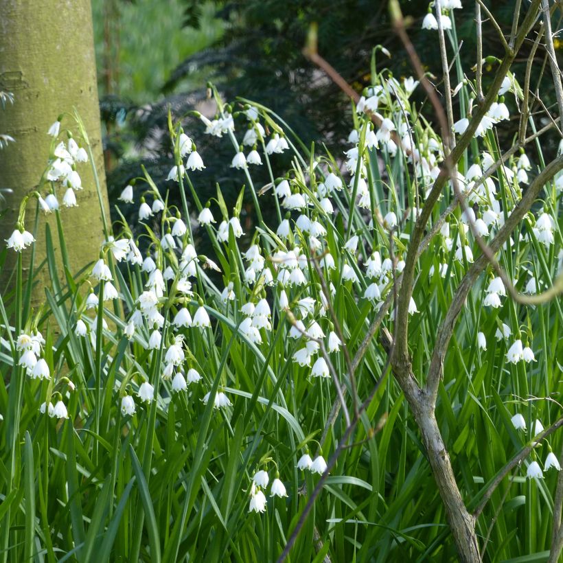 Leucojum aestivum Gravetye Giant - Zomerklokje (Groeiplaats)