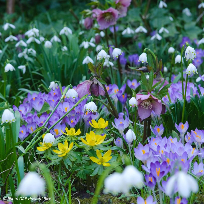 Leucojum vernum - Lenteklokje (Groeiplaats)