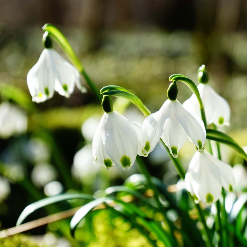 Leucojum vernum - Lenteklokje (Bloei)