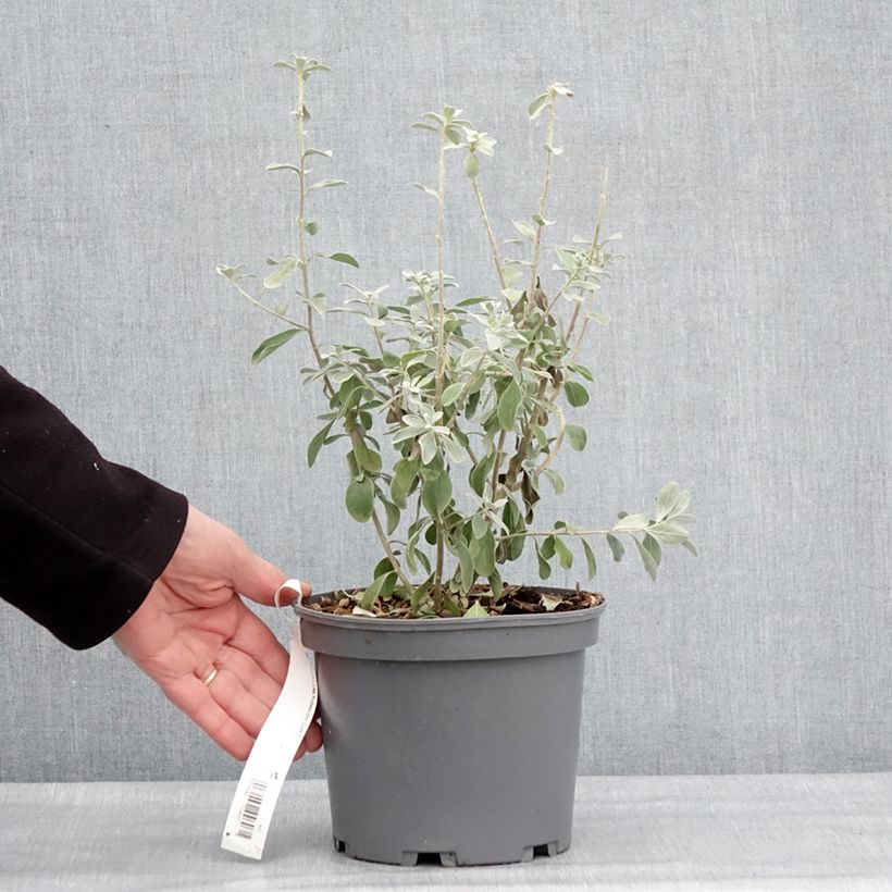 Example of Leucophyllum frutescens - Sauge du désert Pot van 3 l/4 l as you get in hiver