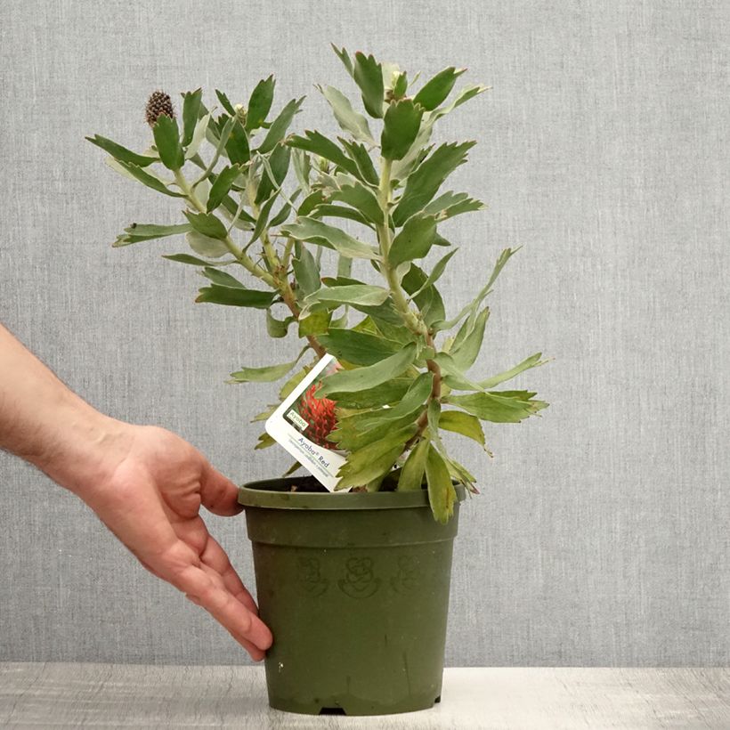 Exemplaar van Leucospermum Ayoba Rood - Speldenkussenbloem Pot van 2 l/3 l zoals geleverd in de zomer