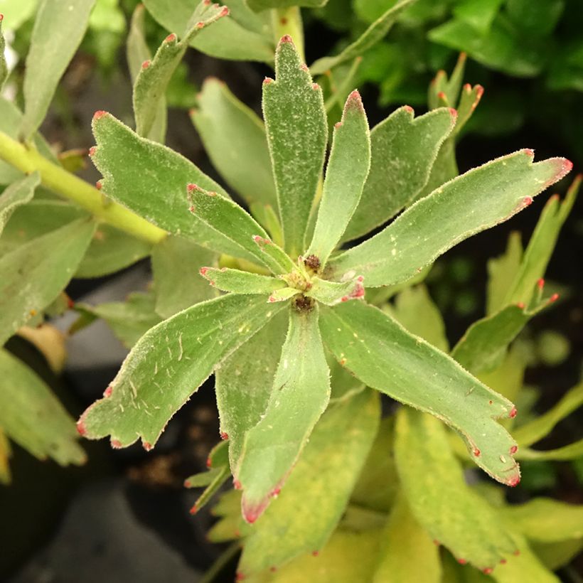 Leucospermum Ayoba Rood - Speldenkussenbloem (Blad)